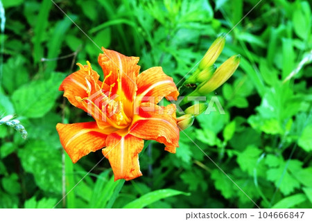 日本黃花菜（Yabukayakusa）突然開花 104666847