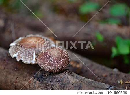 Haruki Shiitake Haruki Shiitake 104666868