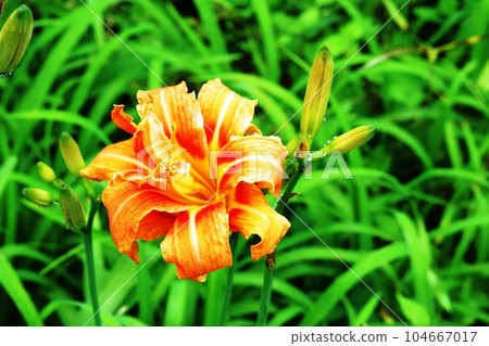 日本黃花菜（Yabukayakusa）突然開花 104667017