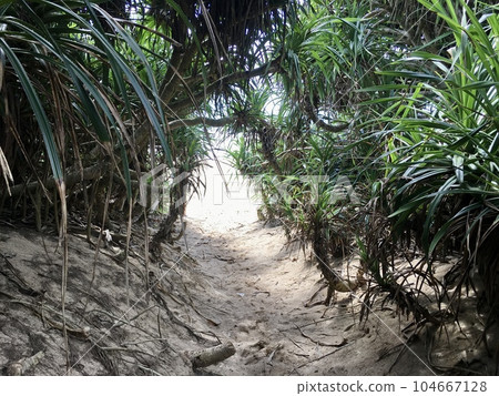 Pandanus and Sandy Beach (Amami Oshima) 104667128