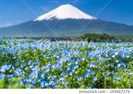 「山梨縣」初夏的富士山和粉蝶花,大石公園 「山梨縣」初夏的富士山和粉蝶花,大石公園 104667276