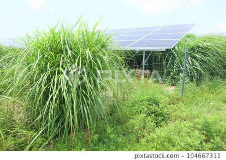 太陽能發電廠被雜草包圍 太陽能發電廠被雜草包圍 104667311