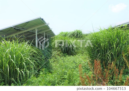 太陽能發電廠被雜草包圍 104667313