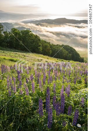 極好的景色雲海 104667347