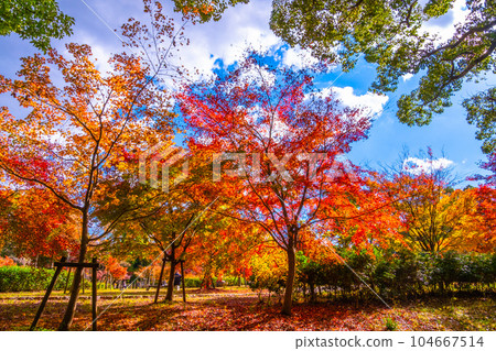 Osaka Castle Park maple leaves Osaka Castle Park maple leaves 104667514