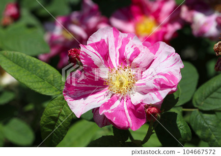 玫瑰花“苔蘚”像遮陽傘一樣混合著粉紅和白色（使用微距鏡頭，室外自然光，特寫照片） 104667572