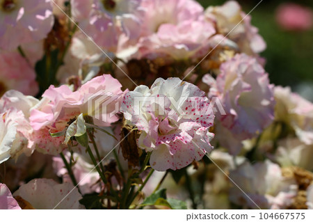 Soft pink roses "Matilda" (using a macro lens, outdoor natural light, close-up photography) Soft pink roses "Matilda" (using a macro lens, outdoor natural light, close-up photography) 104667575