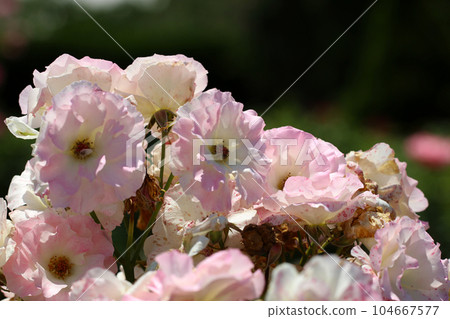 Soft pink roses "Matilda" (using a macro lens, outdoor natural light, close-up photography) Soft pink roses "Matilda" (using a macro lens, outdoor natural light, close-up photography) 104667577