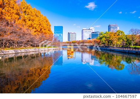 大阪城公園水杉的秋葉 104667597