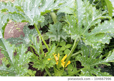 Bushes zucchini in garden outdoor, green leaves Bushes zucchini in garden outdoor, green leaves 104667996