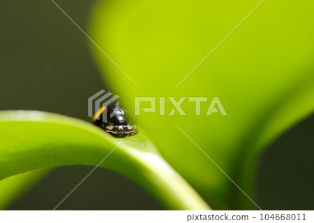 一隻瓢蟲在樹葉間漫步（綠色背景，日本自然風光昆蟲的閃光微距攝影） 104668011