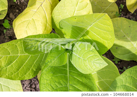 Leaves of Lettuce in the vegetable garden 104668014