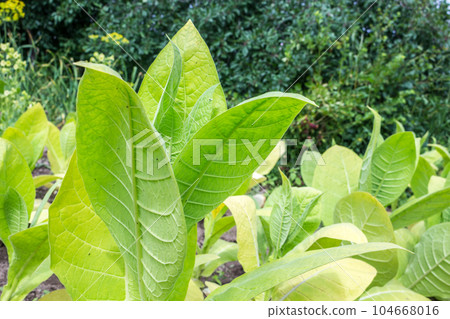 Leaves of Lettuce in the vegetable garden 104668016