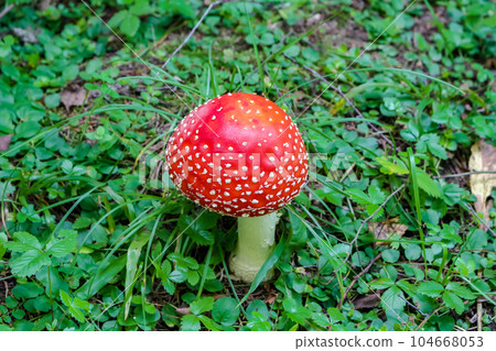 Mushroom Amanita muscaria. Commonly known as the fly agaric or fly amanita Mushroom Amanita muscaria. Commonly known as the fly agaric or fly amanita 104668053
