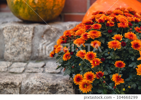 Pumpkins rustic hay decoration outdoors with autumn flowers. Stylish autumn decor of exterior building. Rural decor on haystack in street fall harvest Thanksgiving and Halloween holiday. Pumpkins rustic hay decoration outdoors with autumn flowers. Stylish autumn decor of exterior building. Rural decor on haystack in street fall harvest Thanksgiving and Halloween holiday. 104668299