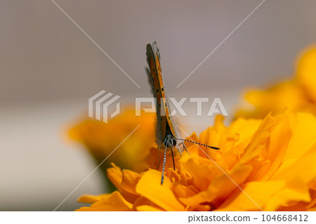 Butterfly sucking nectar from an orange flower (using a macro lens, outdoor natural light, close-up photo) 104668412