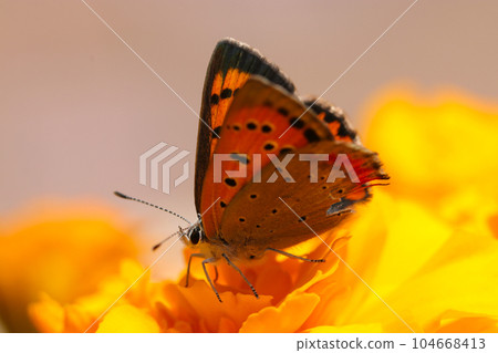 Butterfly sucking nectar from an orange flower (using a macro lens, outdoor natural light, close-up photo) 104668413