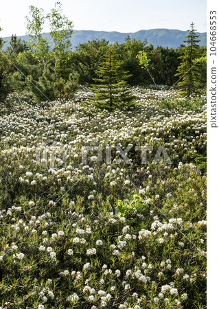 Mt. Io and Ezoisotsutsuji Mt. Io and Ezoisotsutsuji 104668553