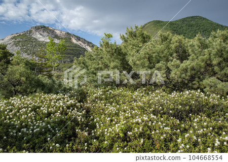 Mt. Io and Ezoisotsutsuji Mt. Io and Ezoisotsutsuji 104668554