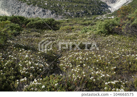 Mt. Io and Ezoisotsutsuji 104668575