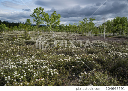 Mt. Io and Ezoisotsutsuji 104668591