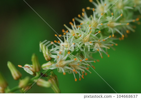 California flower California flower 104668637