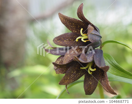 Black lilies blooming in the mountains of Yatsugatake 104668771