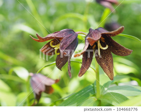 The black lilies I met while climbing Mt. Yatsugatake 104668776