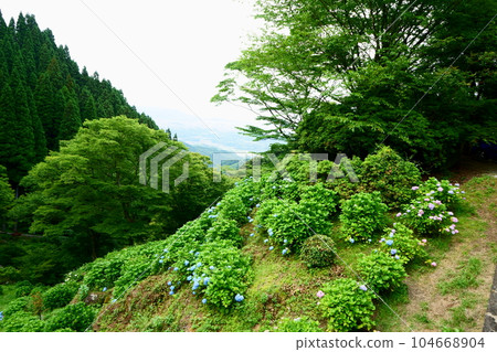 Hydrangea decorating Shiraito Falls in Itoshima Hydrangea decorating Shiraito Falls in Itoshima 104668904