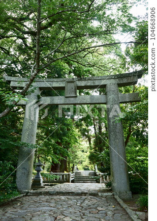 Torii covered with greenery at Sakurai Shrine in Itoshima Torii covered with greenery at Sakurai Shrine in Itoshima 104668906