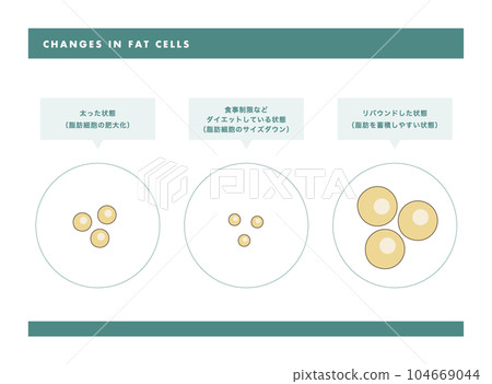 fat cell skin cross section illustration fat cell skin cross section illustration 104669044