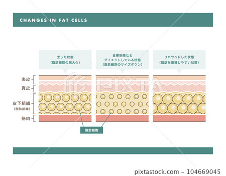 fat cell skin cross section illustration 104669045