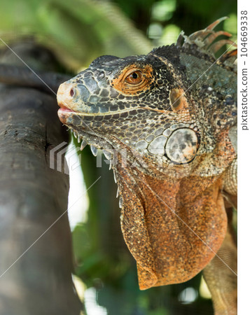 Close up of Iguana selective focus on eye 104669338