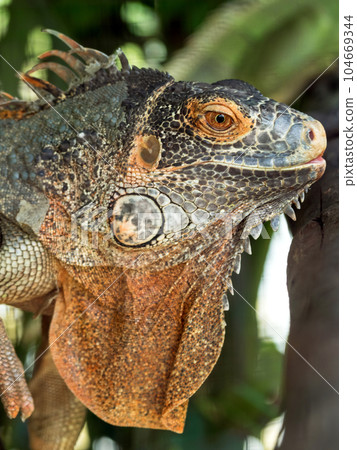 Close up of Iguana selective focus on eye 104669344