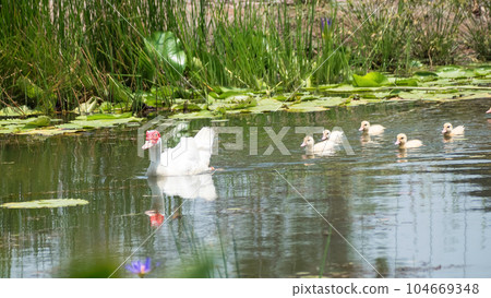 A family White duck with red face swimming in the swamp A family White duck with red face swimming in the swamp 104669348