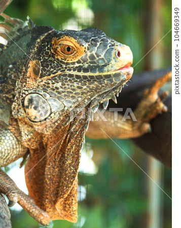 Close up of Iguana selective focus on eye 104669349