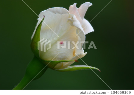 玫瑰花 104669369