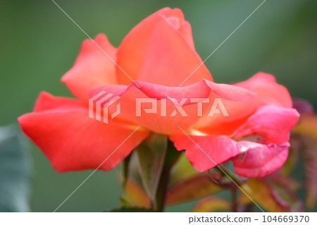 Rose flower 104669370