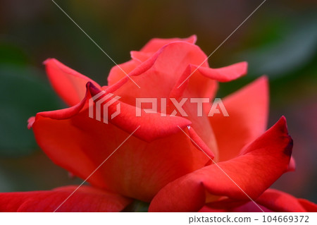 Rose flower Rose flower 104669372