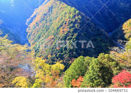 [德島縣] 晴好時的紅葉（日野路溪谷） 104669731