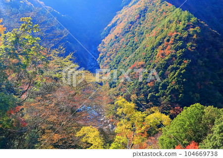 [德島縣] 晴好時的紅葉（日野路溪谷） 104669738