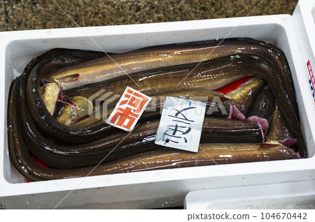 Conger pike at the fish market Conger pike at the fish market 104670442