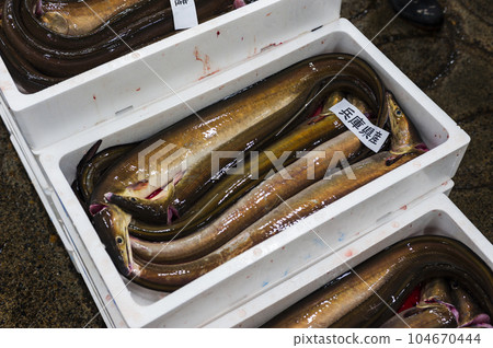 Conger pike at the fish market Conger pike at the fish market 104670444