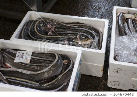Conger pike at the fish market Conger pike at the fish market 104670448