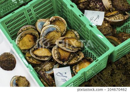 鮑魚京都中央市場 鮑魚京都中央市場 104670462