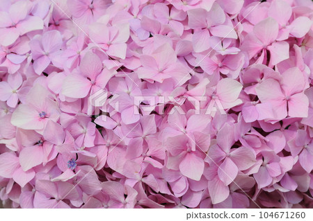 粉紫色花朵的特寫 104671260