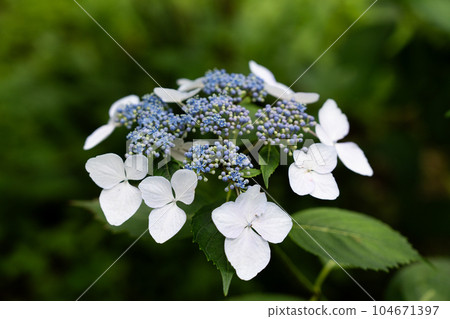 hydrangea hydrangea 104671397