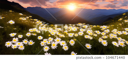 Summer landscape field daisies against backdrop mountains. Wild nature with sky Summer landscape field daisies against backdrop mountains. Wild nature with sky 104671440