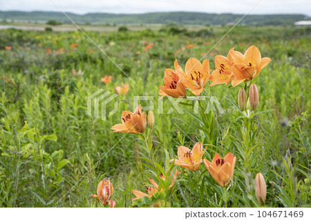Fukaki Rock at Cape Shiribane Fukaki Rock at Cape Shiribane 104671469