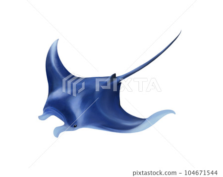 游泳蝠鱝的逼真水彩插圖 游泳蝠鱝的逼真水彩插圖 104671544